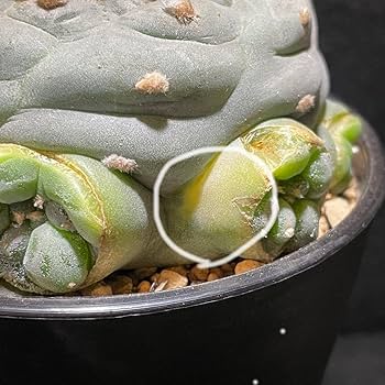 珍品　白肌銀冠玉　群生　モンスト⁉️ ロフォフォラ　(検索　烏羽玉　翠冠玉　ウバ玉 Amazon.co.jp: ロフォフォラ 白肌 疣銀冠玉錦 扁平タイプ 子株